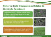 Slide14.PNG lesson4 180x130 - Scouting After a Herbicide Application and Confirming Herbicide Resistance