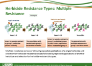 Slide15.PNG lesson3 180x130 - What Is Herbicide Resistance?