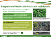 Slide15.PNG lesson4 180x130 - Scouting After a Herbicide Application and Confirming Herbicide Resistance