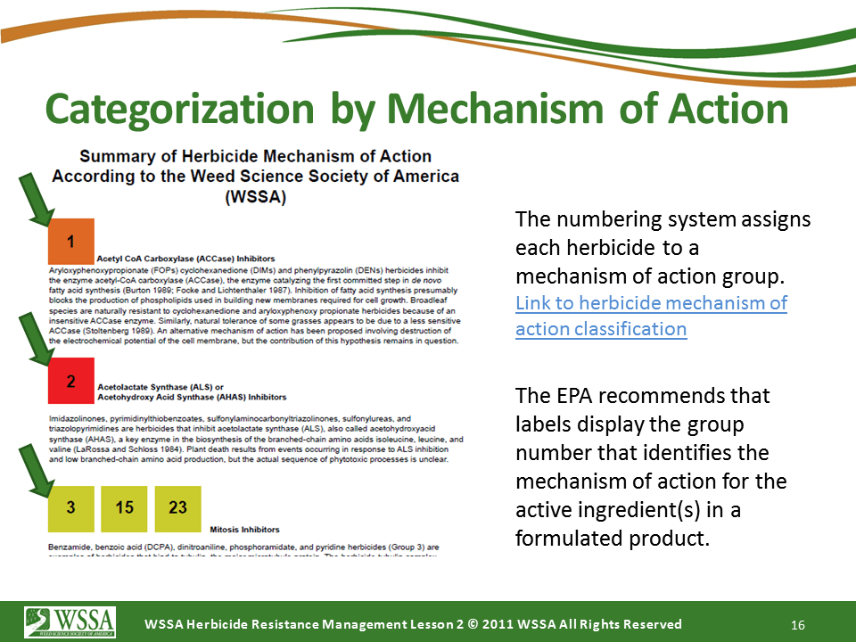 Slide16.PNG lesson2 - How Herbicides Work