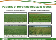 Slide16.PNG lesson4 180x130 - Herbicide-resistant Weeds Training Lessons