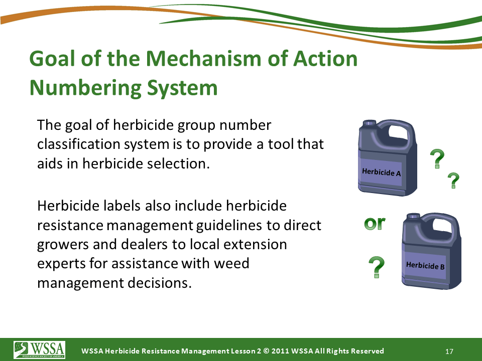 Slide17.PNG lesson2 - How Herbicides Work