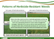 Slide17.PNG lesson4 180x130 - Scouting After a Herbicide Application and Confirming Herbicide Resistance