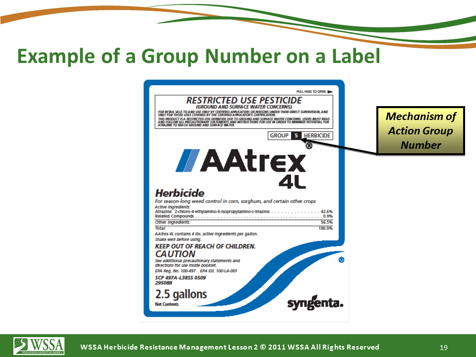 Slide19.PNG lesson2 - How Herbicides Work