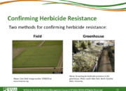 Slide19.PNG lesson4 180x130 - Scouting After a Herbicide Application and Confirming Herbicide Resistance