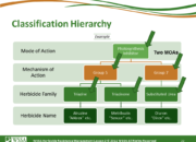 Slide22.PNG lesson2 180x130 - How Herbicides Work