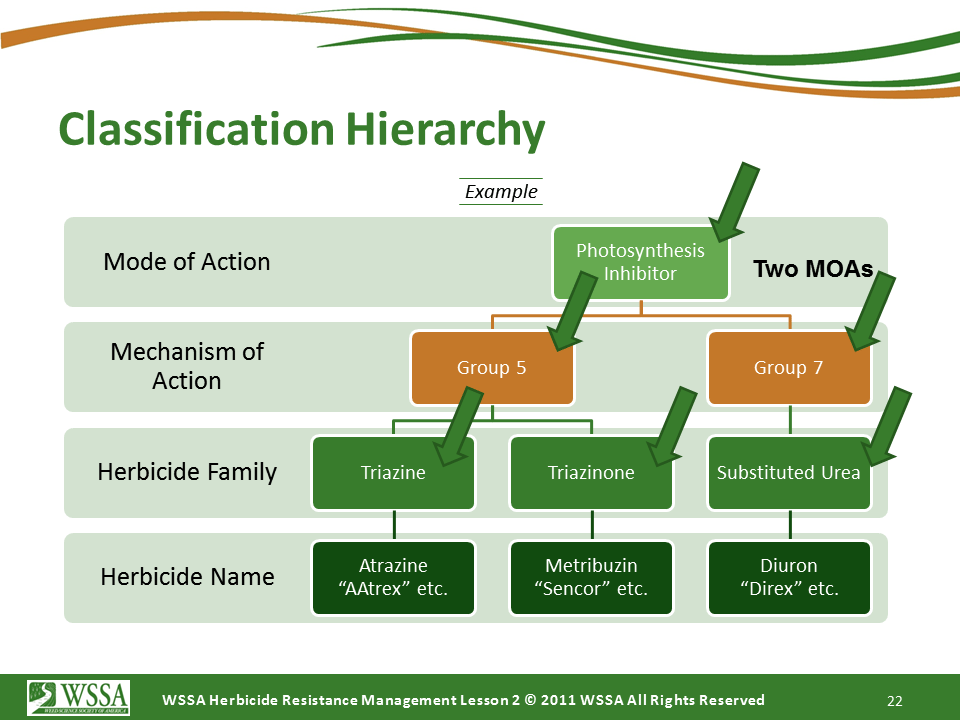 Slide22.PNG lesson2 - How Herbicides Work