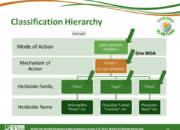 Slide23.PNG lesson2 180x130 - How Herbicides Work