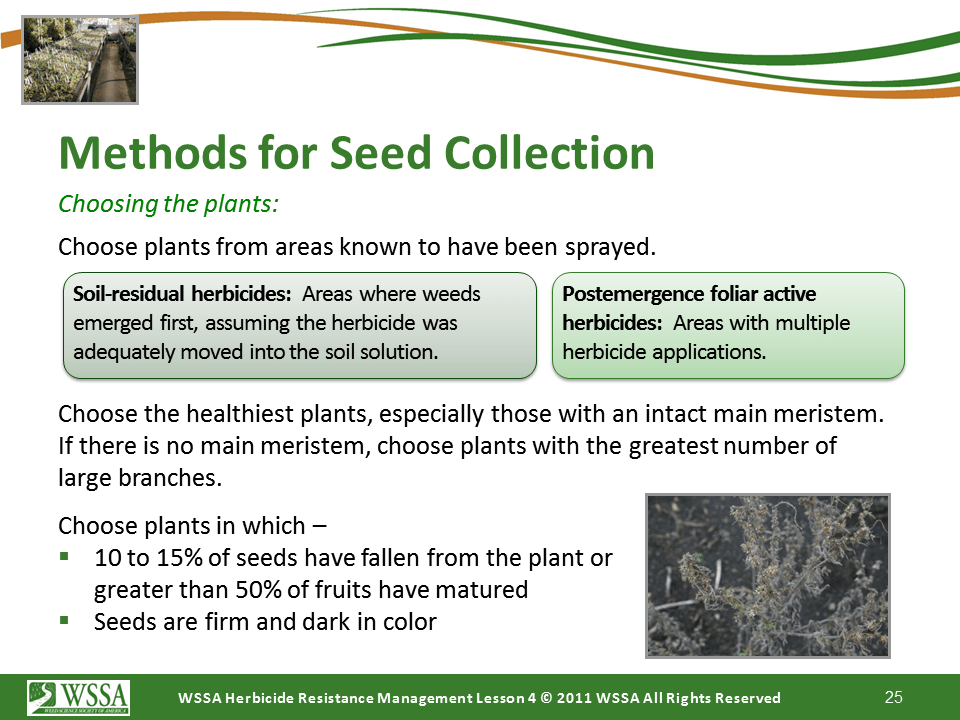 Slide25.PNG lesson4 - Scouting After a Herbicide Application and Confirming Herbicide Resistance