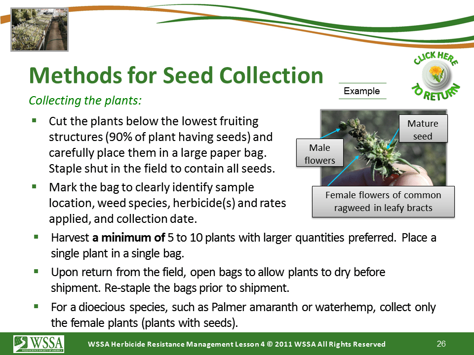 Slide26.PNG lesson4 - Scouting After a Herbicide Application and Confirming Herbicide Resistance