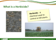 Slide3.PNG lesson2 180x130 - Herbicide-resistant Weeds Training Lessons