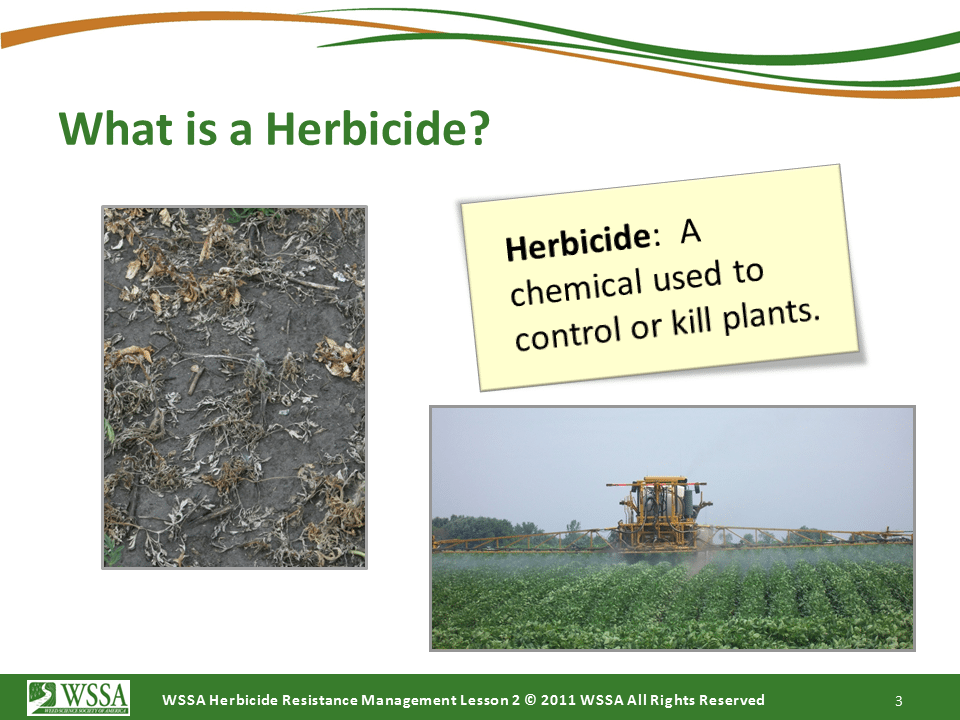 Slide3.PNG lesson2 - How Herbicides Work