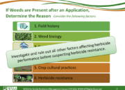 Slide6.PNG lesson4 180x130 - Scouting After a Herbicide Application and Confirming Herbicide Resistance