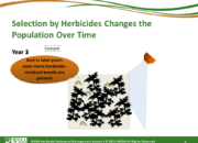 Slide8.PNG lesson3 180x130 - What Is Herbicide Resistance?