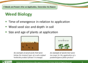 Slide8.PNG lesson4 180x130 - Scouting After a Herbicide Application and Confirming Herbicide Resistance