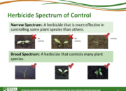Slide9.PNG lesson2 180x130 - How Herbicides Work