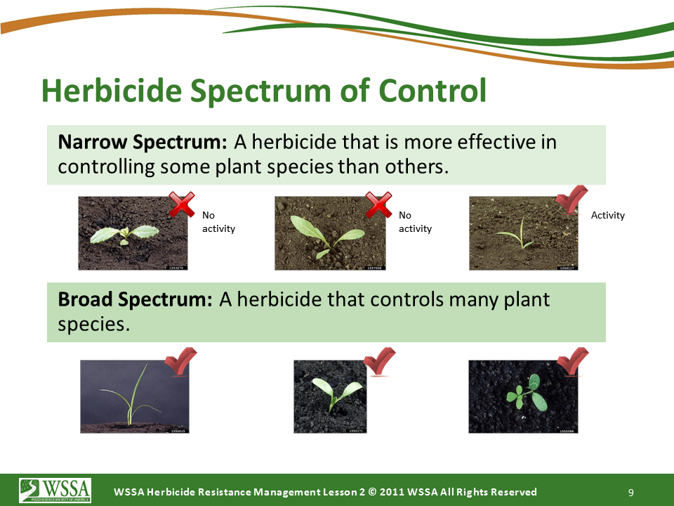 Slide9.PNG lesson2 - How Herbicides Work