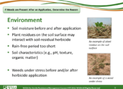 Slide9.PNG lesson4 180x130 - Scouting After a Herbicide Application and Confirming Herbicide Resistance