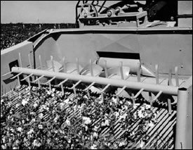 cotton harvesting 1963 2 - Background of Cotton Harvesting cotton harvesting 1963 2 - Background of Cotton Harvesting