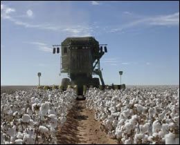 cotton stripper during - Preharvest Preparation