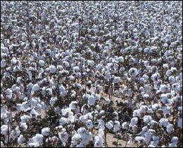 cotton strippers before - Preharvest Preparation