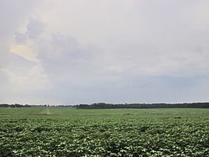 irrigate cotton 1 - Why Irrigate Cotton? irrigate cotton 1 - Why Irrigate Cotton?