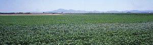 irrigate cotton 2 - Why Irrigate Cotton? irrigate cotton 2 - Why Irrigate Cotton?