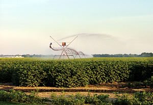 irrigate cotton 3 - Why Irrigate Cotton? irrigate cotton 3 - Why Irrigate Cotton?