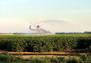 irrigate cotton 3 - Why Irrigate Cotton?