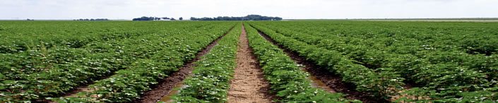 irrigate cotton 4 - Why Irrigate Cotton? irrigate cotton 4 - Why Irrigate Cotton?