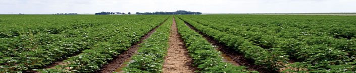 irrigate cotton 4 - Why Irrigate Cotton?