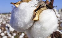 irrigate management 6 - Management Considerations for Irrigated Cotton