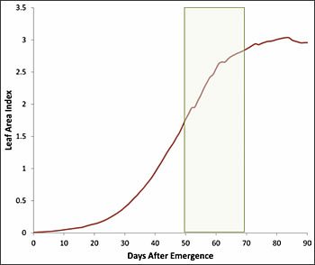 Cotton Growth Stage Chart