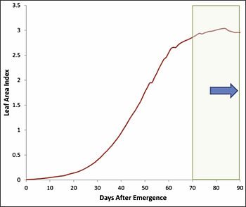 irrigate sensitivity 5 - Water-Sensitivity of Cotton Growth Stages