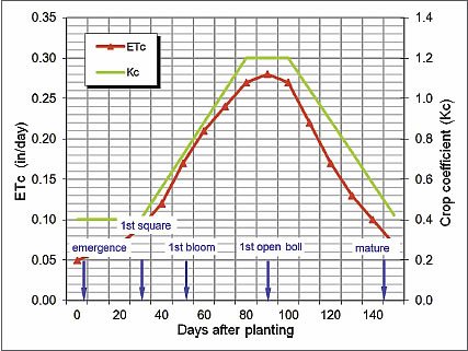 Cotton Growth Stage Chart