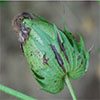 Allen epidemiology th - Review of the Bacterial Blight Research Program Allen epidemiology th - Review of the Bacterial Blight Research Program