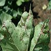 Bourland blight th - Review of the Bacterial Blight Research Program Bourland blight th - Review of the Bacterial Blight Research Program