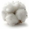 Cotton tissue agrobacterium thumb - Cotton Biotechnology Workshops Cotton tissue agrobacterium thumb - Cotton Biotechnology Workshops