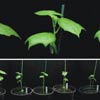 Evaluation drought Tolerance tumb - Cotton Biotechnology Workshops Evaluation drought Tolerance tumb - Cotton Biotechnology Workshops