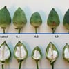 Genotype independent cotton thumb - Cotton Biotechnology Workshops Genotype independent cotton thumb - Cotton Biotechnology Workshops