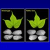 Low gossypol cottonseed thumb - Cotton Biotechnology Workshops Low gossypol cottonseed thumb - Cotton Biotechnology Workshops