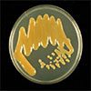 Lu genome th - Review of the Bacterial Blight Research Program Lu genome th - Review of the Bacterial Blight Research Program