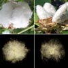 Molecular Transgenic thumb - Cotton Biotechnology Workshops Molecular Transgenic thumb - Cotton Biotechnology Workshops
