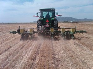 Ron Rayner cotton planting - No-Till, Double-Cropping System Yields Costs Savings