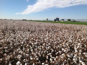 Ron Rayner cotton - No-Till, Double-Cropping System Yields Costs Savings