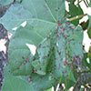 Rothrock blight th - Review of the Bacterial Blight Research Program Rothrock blight th - Review of the Bacterial Blight Research Program