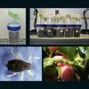 Salimath Chapman Osmotic thumb - Cotton Biotechnology Workshops Salimath Chapman Osmotic thumb - Cotton Biotechnology Workshops