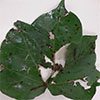 Wheeler blight th - Review of the Bacterial Blight Research Program Wheeler blight th - Review of the Bacterial Blight Research Program