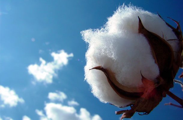 Classification of Cotton Classification of Cotton