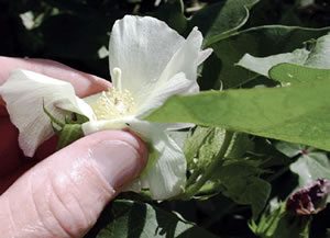 cotton flower elongated stigma - Manage Heat with Innovation for Cotton Production